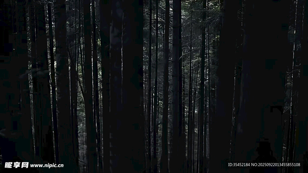 暗夜森林