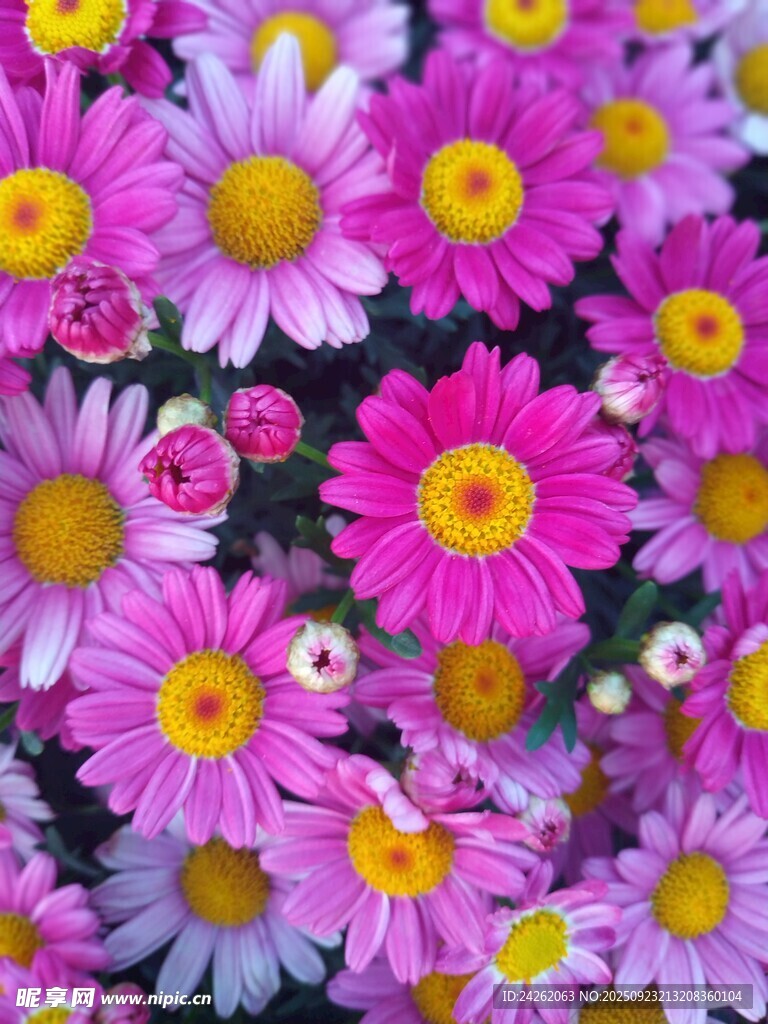 缤纷多彩小雏菊绽放