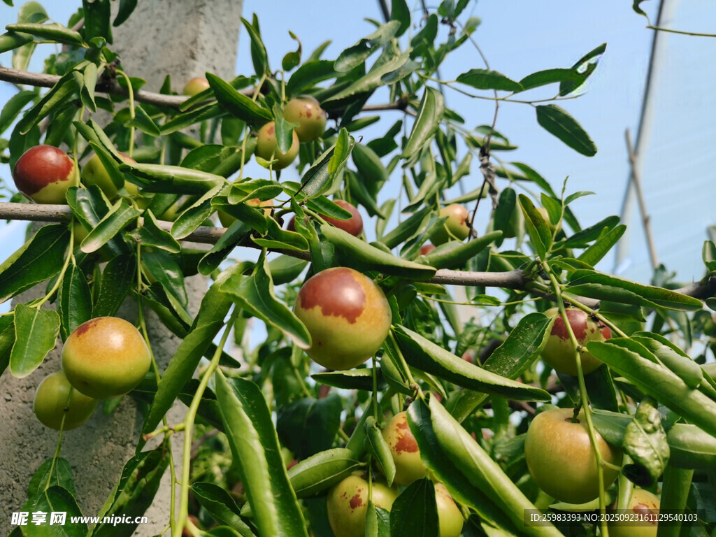 枣子栽培