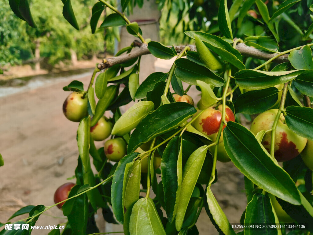 枣子栽培