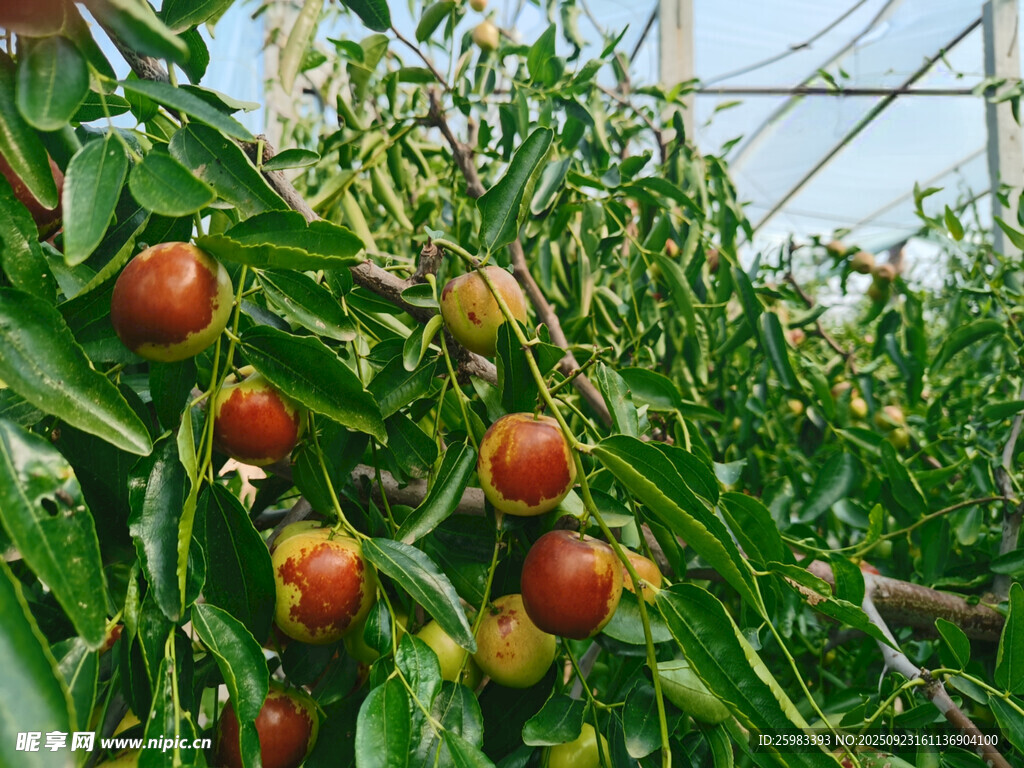 枣子栽培