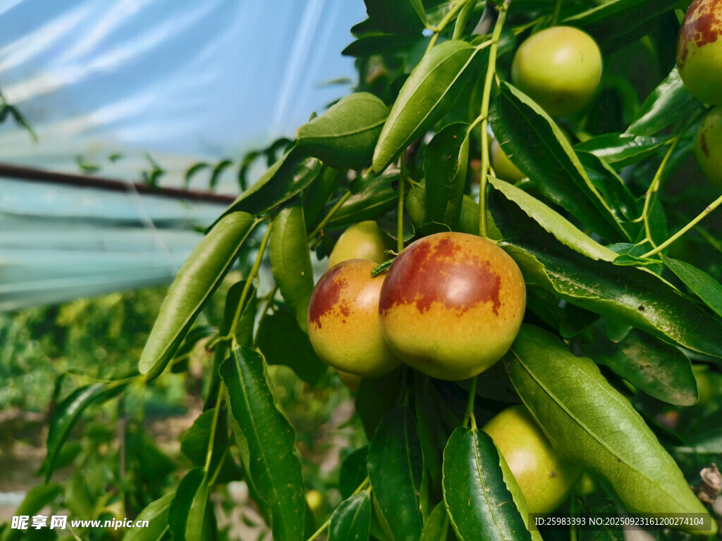 枣子栽培