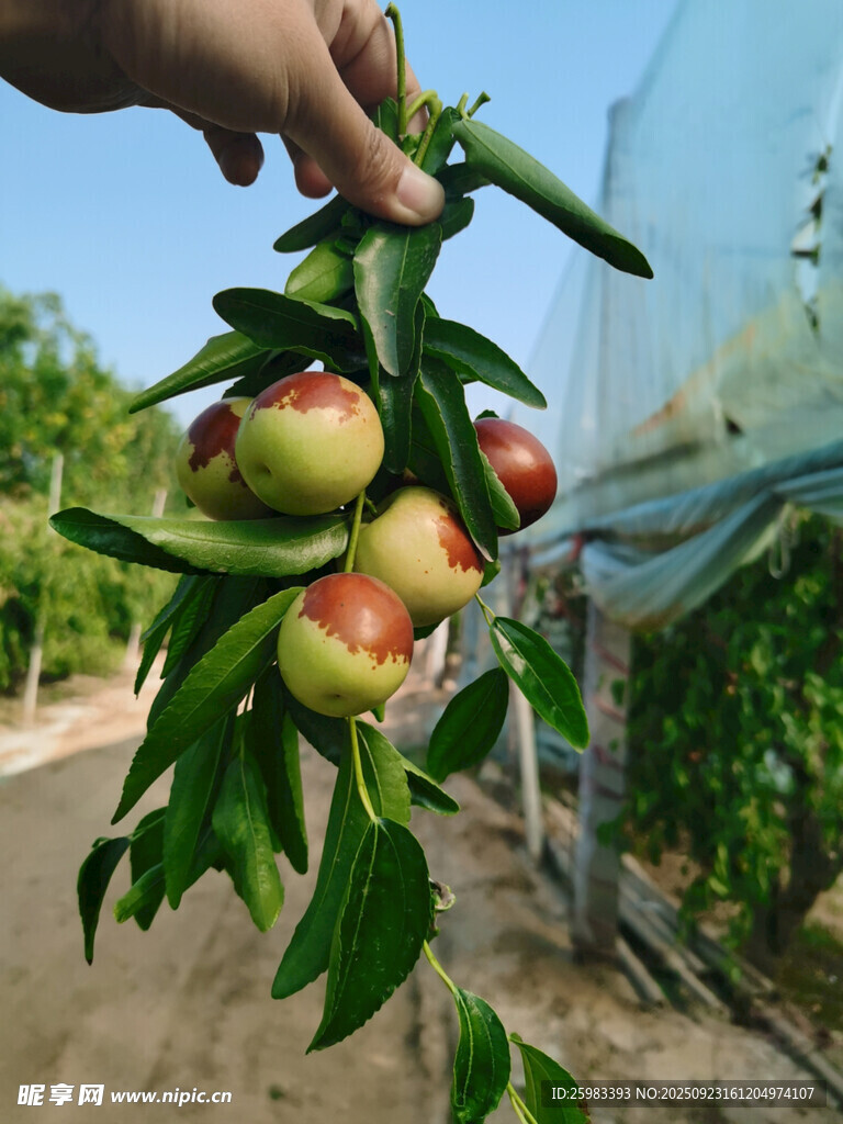 枣子栽培