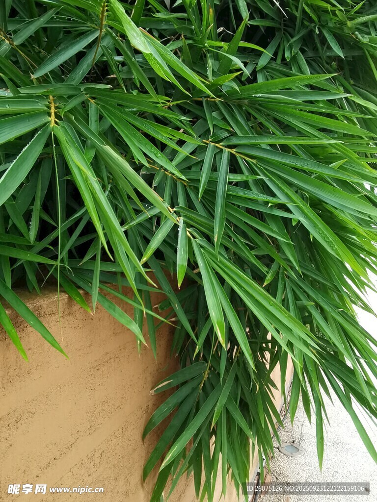 翠绿松叶盆栽特写