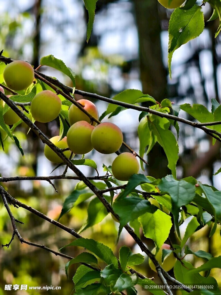梅子栽培
