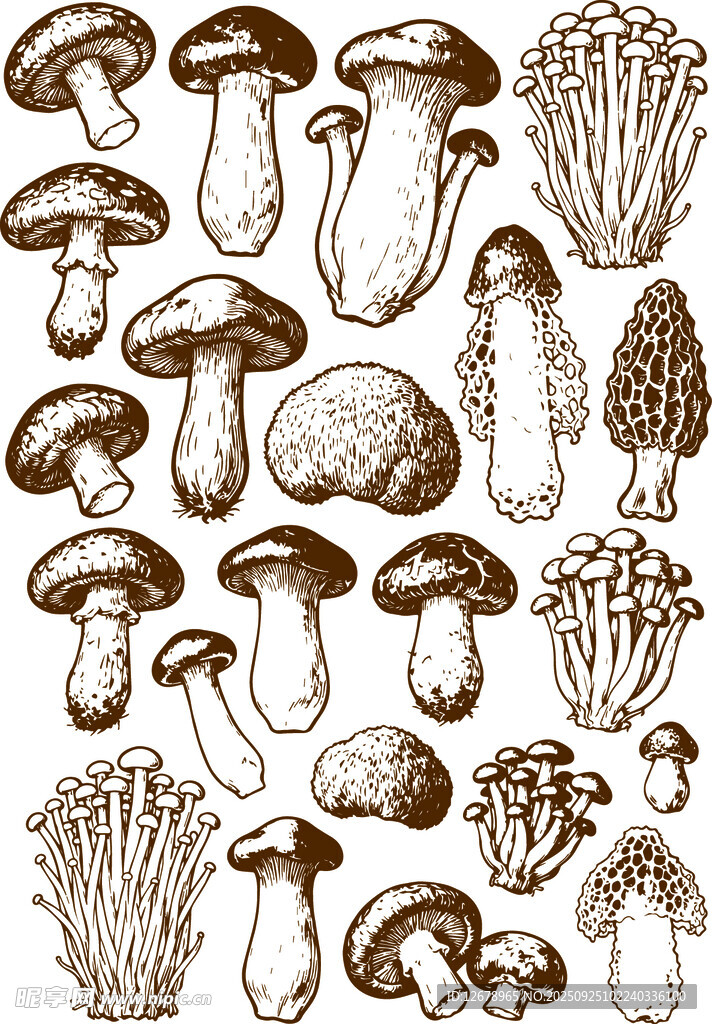 手绘多样蘑菇集合图