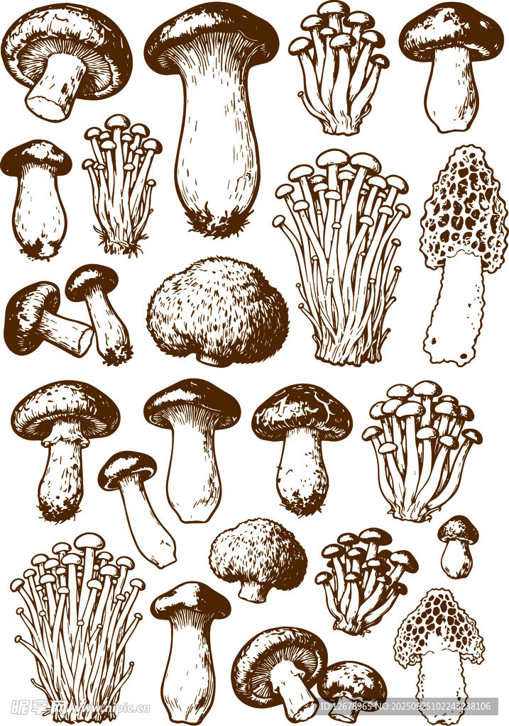 手绘多样蘑菇集合图
