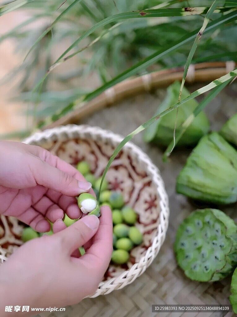 莲子