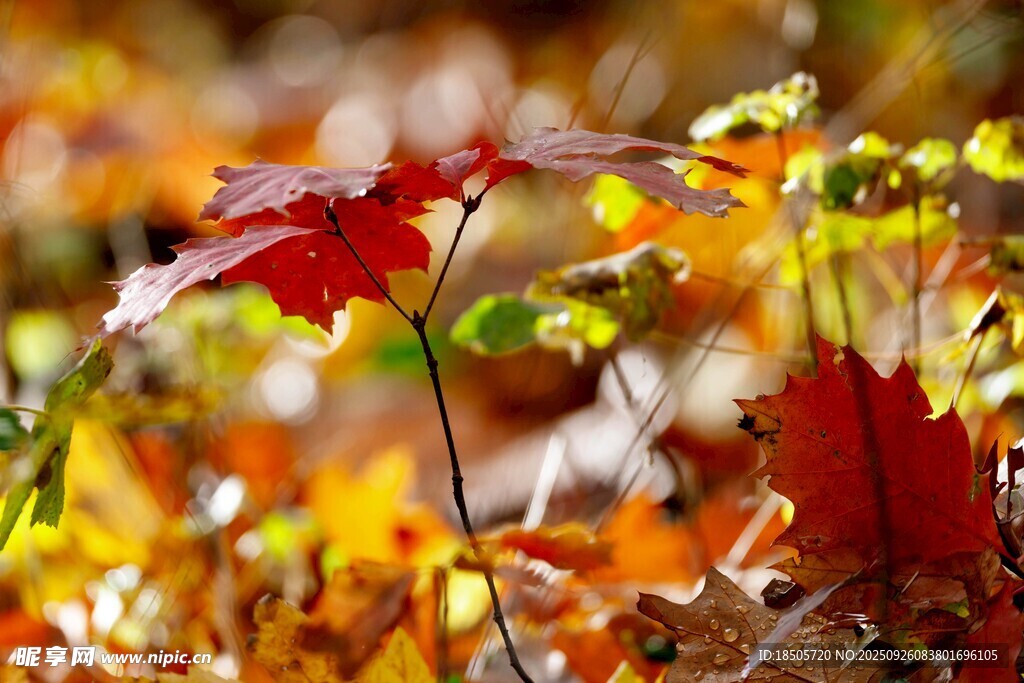秋日斑斓枫叶