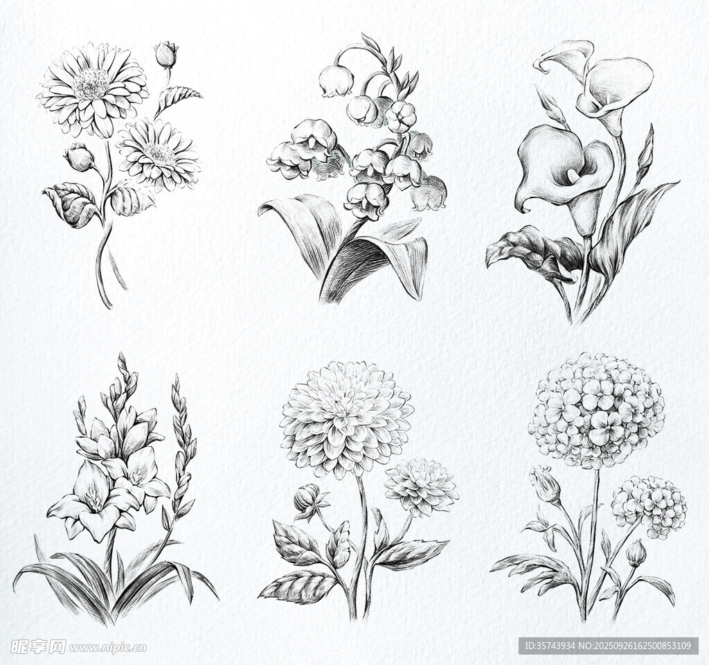 手绘花卉图案集合