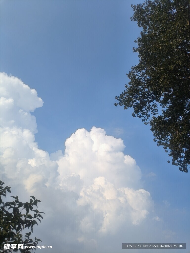蓝天白云下的树梢风景