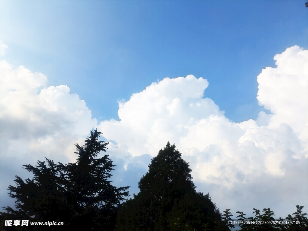 蓝天白云下的葱郁树林