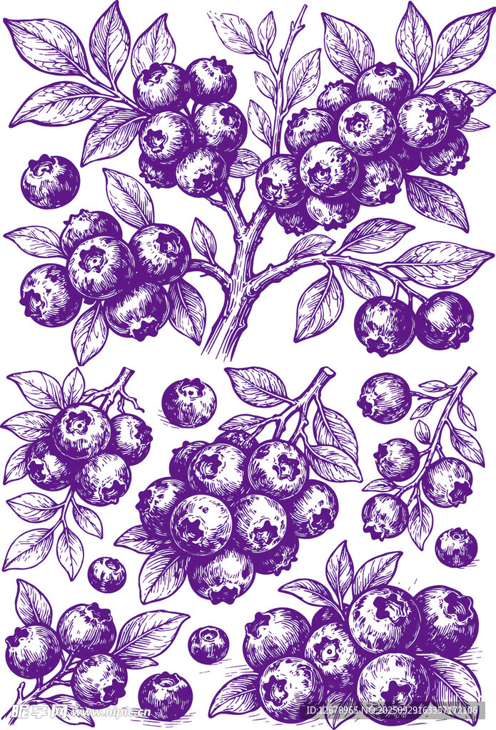 蓝莓果手绘图案