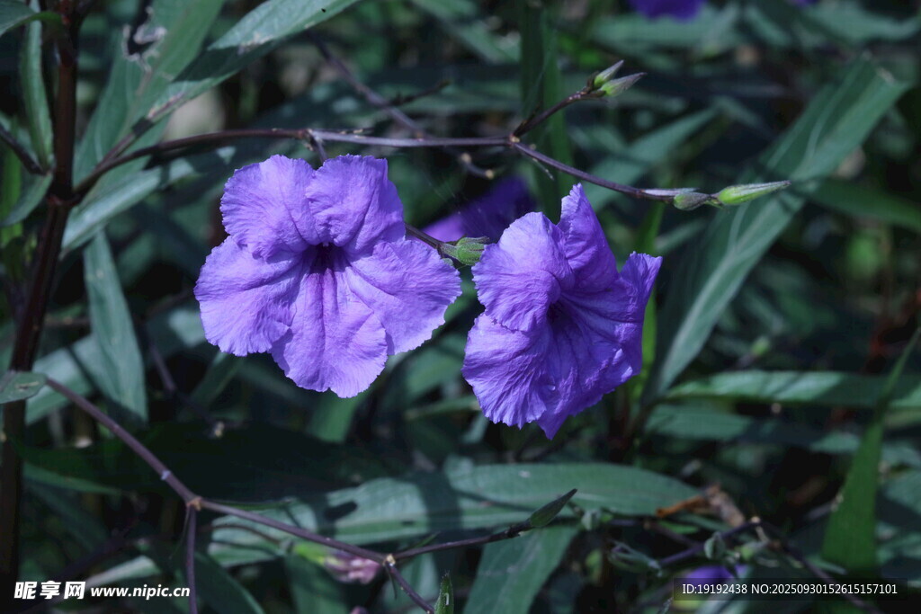 蓝花草 