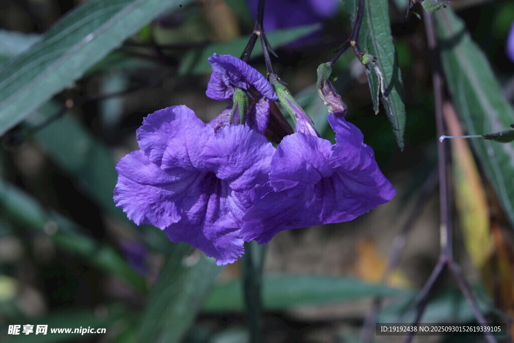 蓝花草  