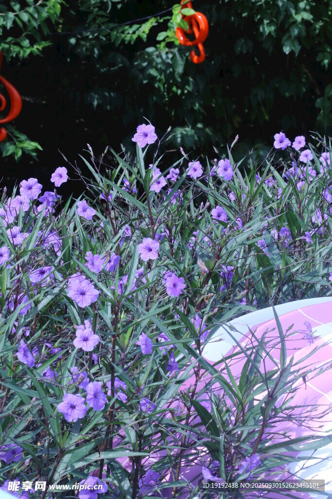 蓝花草 
