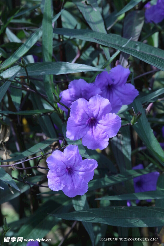 蓝花草  