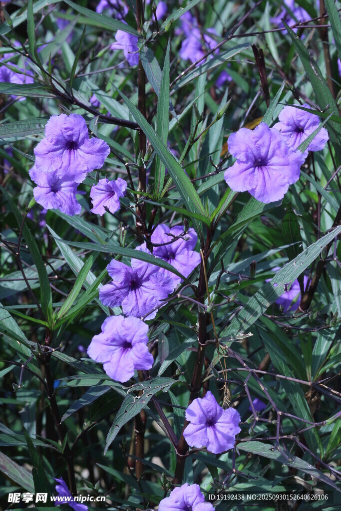 蓝花草 