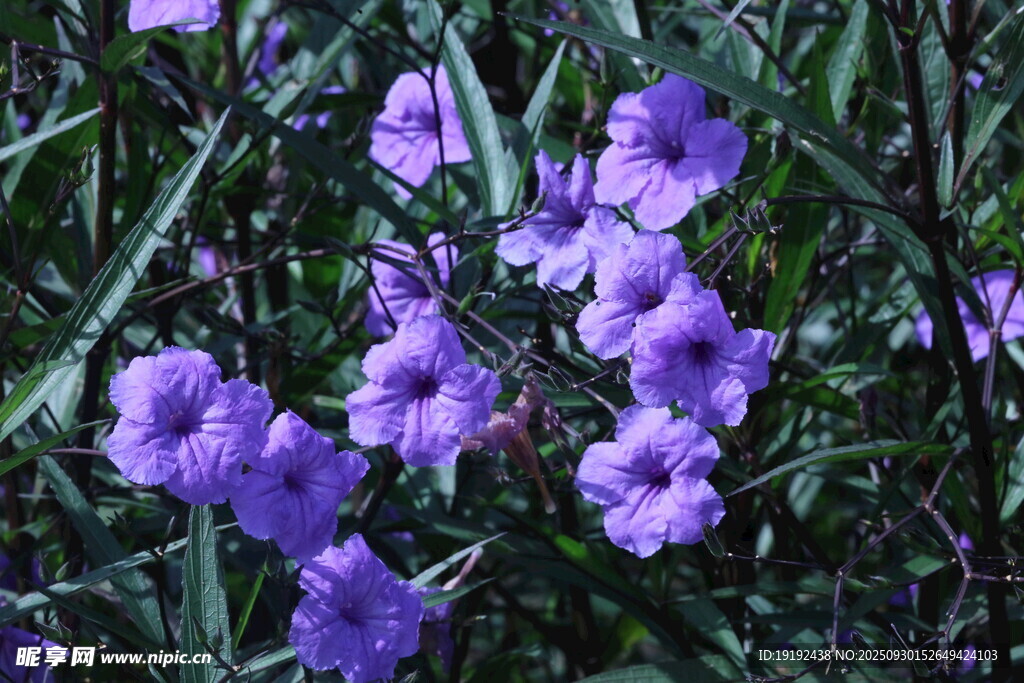 蓝花草 