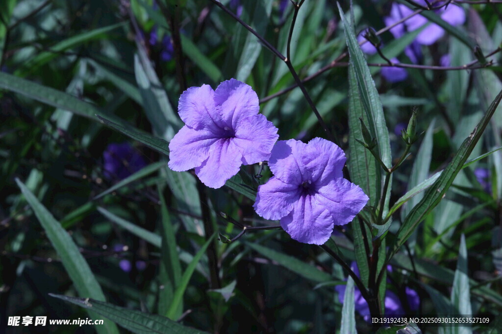 蓝花草  