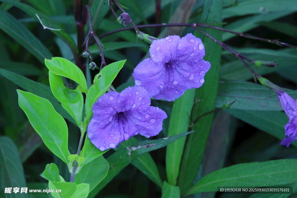 蓝花草  