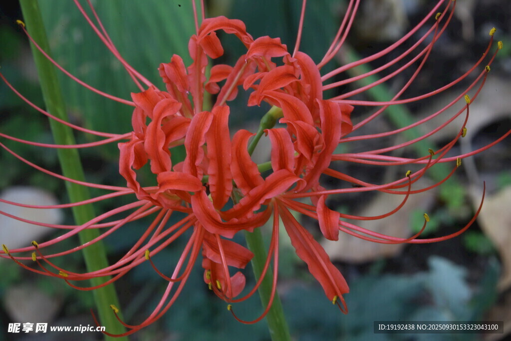 石蒜花 