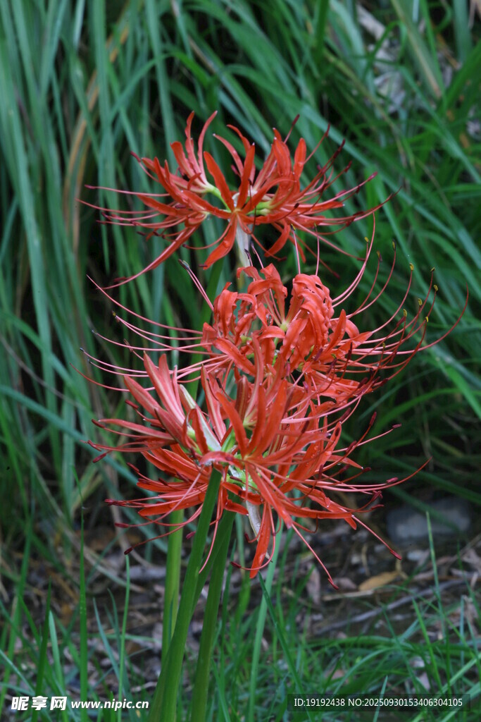 石蒜花  
