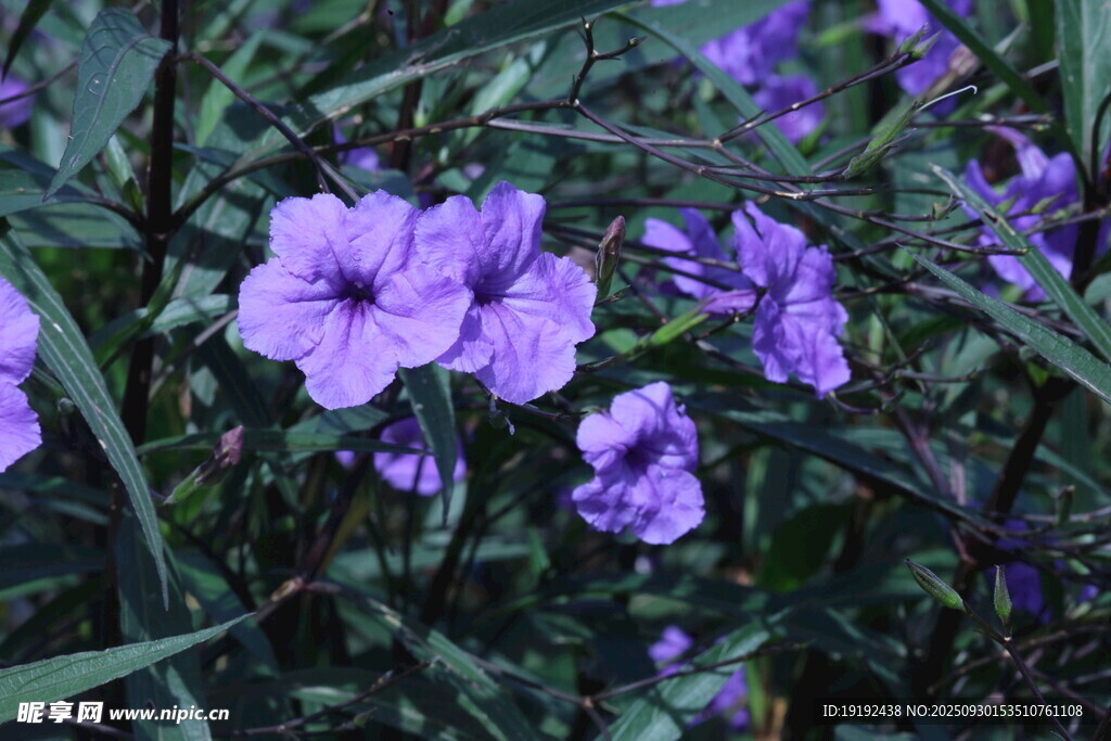 蓝花草  
