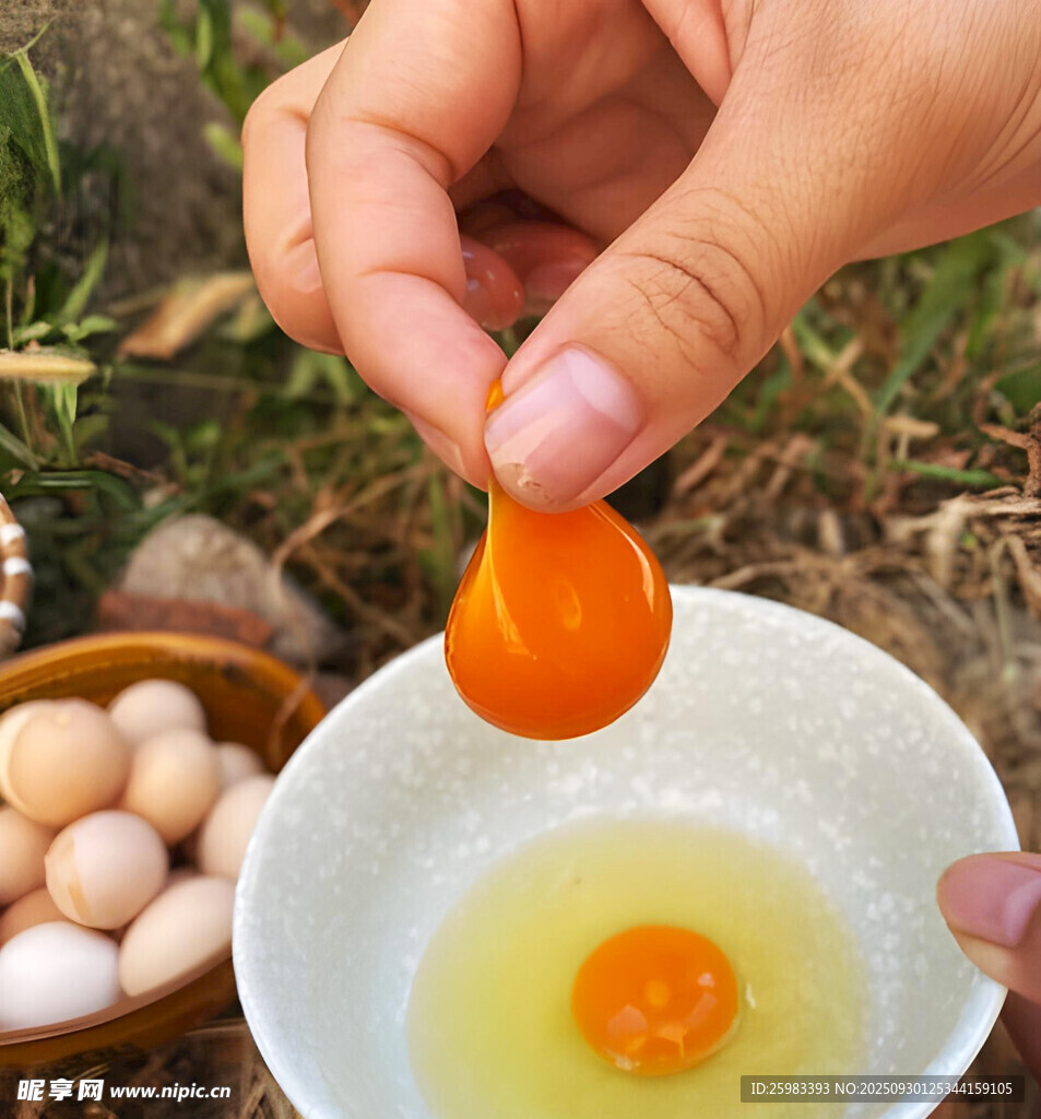 蛋黄