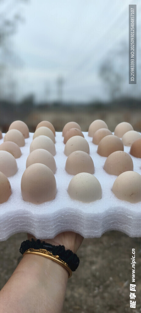鸡蛋