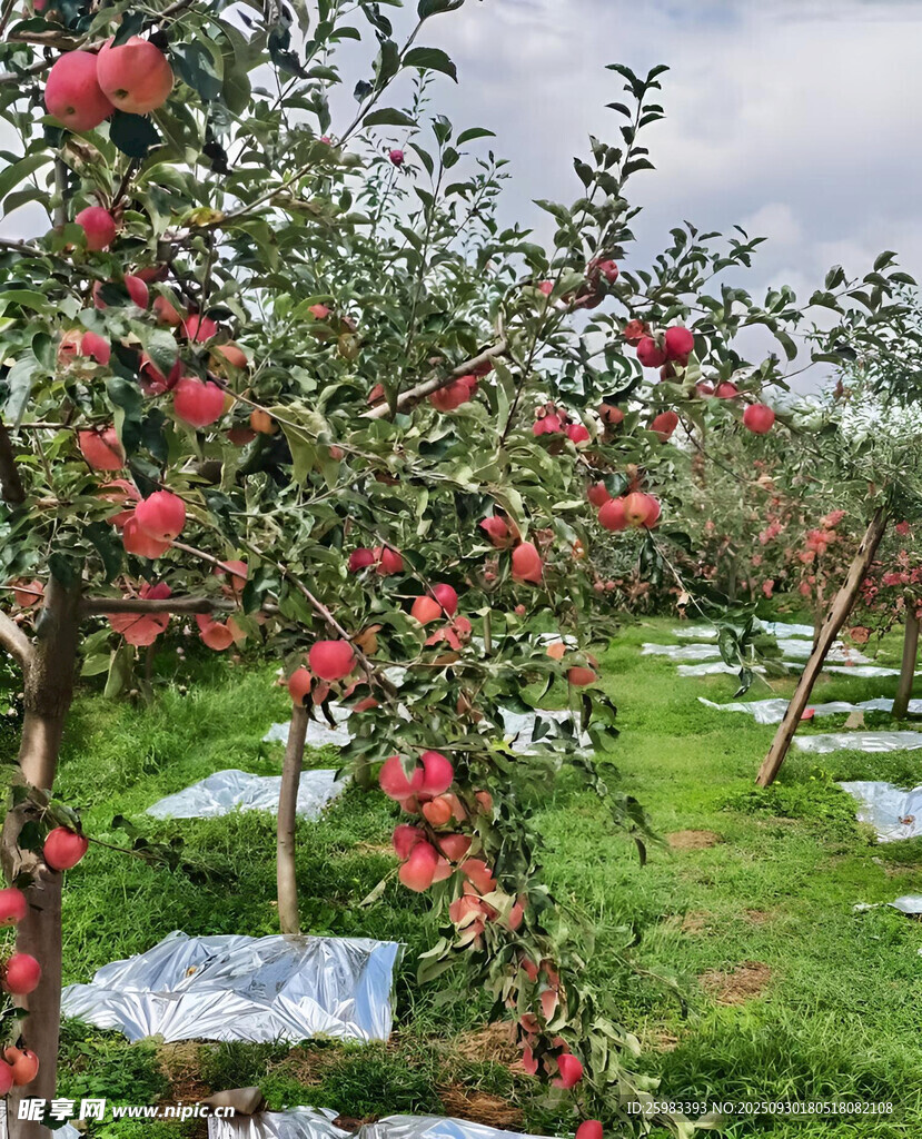 苹果栽培
