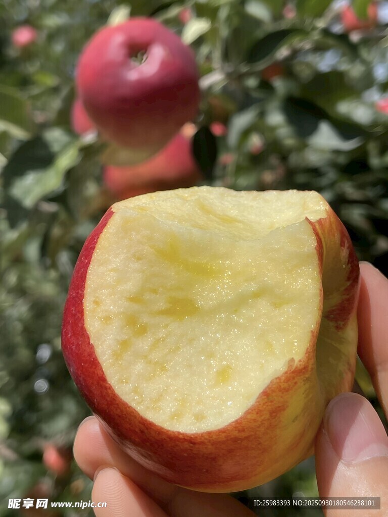 苹果