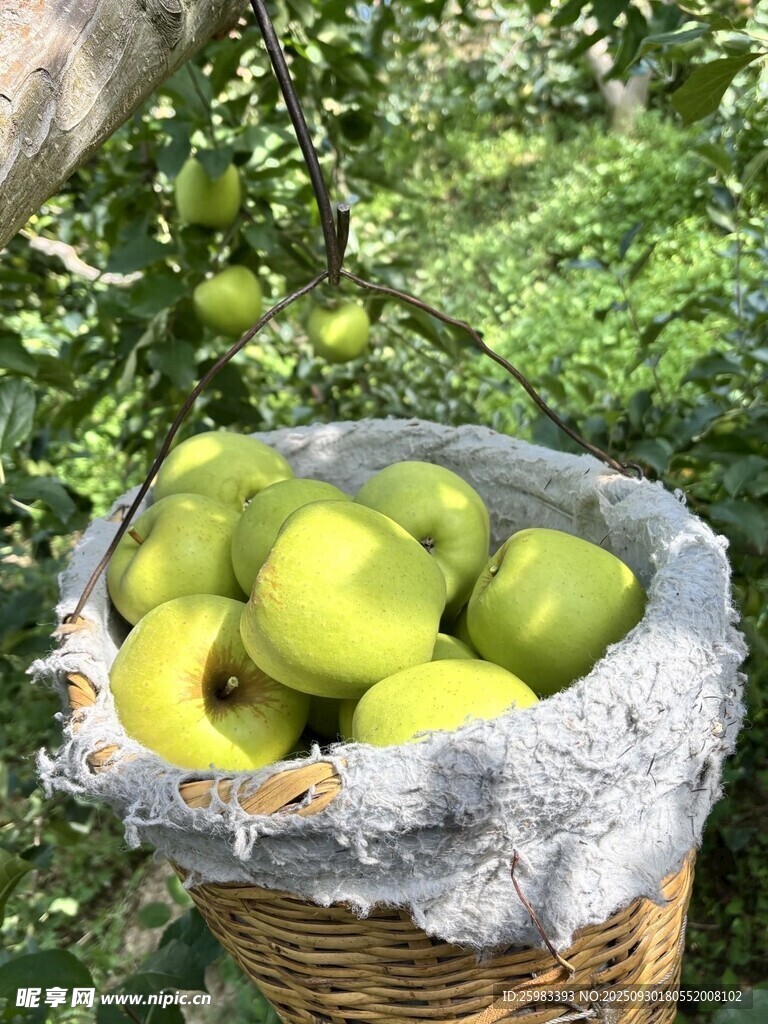 苹果