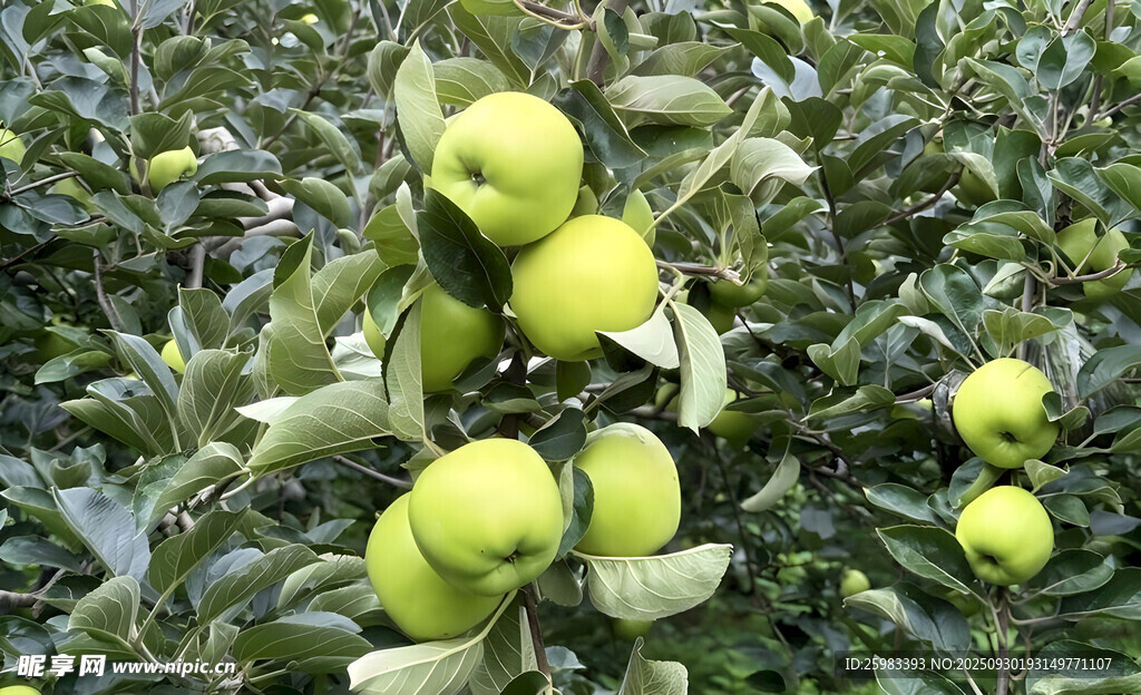 苹果栽培