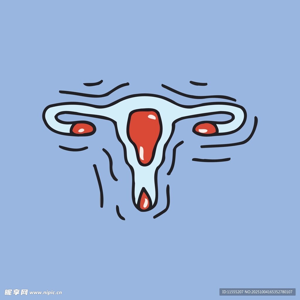 女性生殖系统示意图