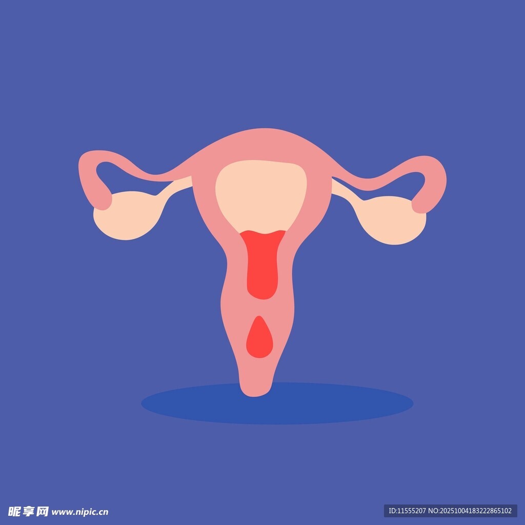 女性子宫经期出血示意图