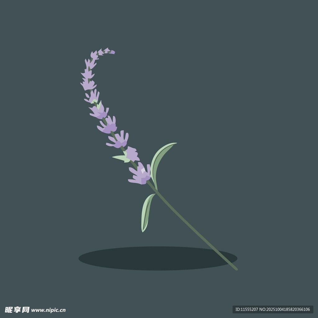 一枝紫色薰衣草插画