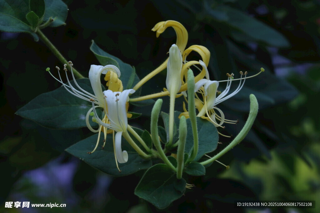 金银花  