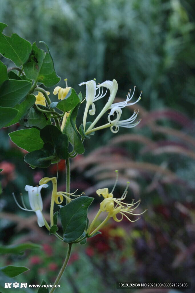 金银花  