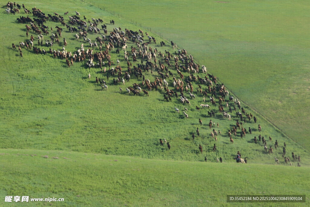 草原牧马