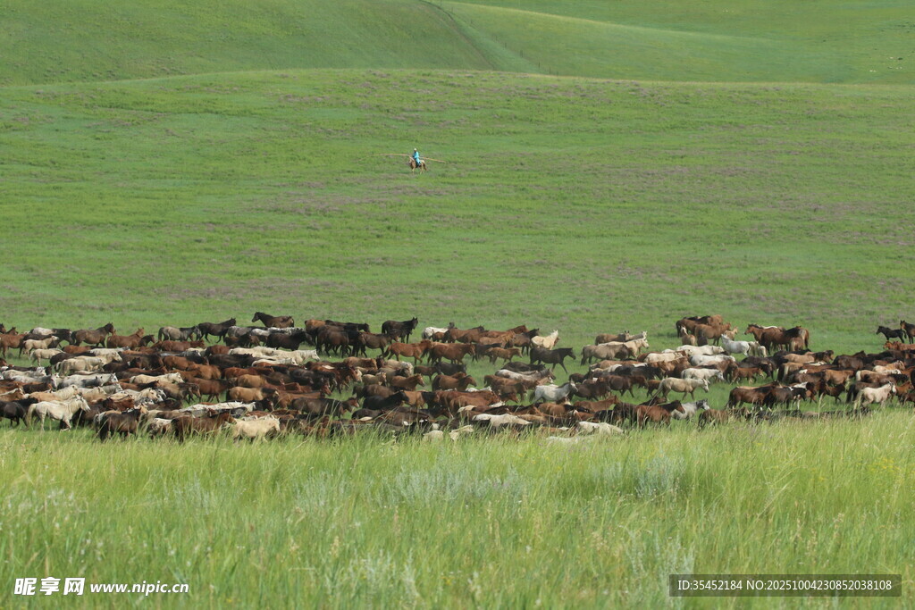 草原牧马