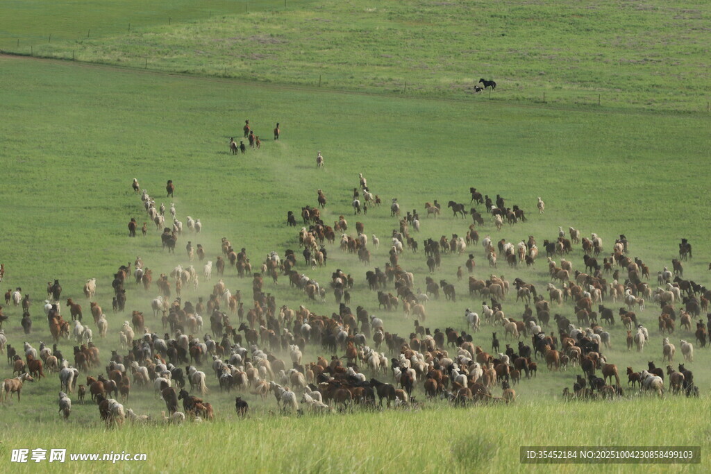 草原牧马