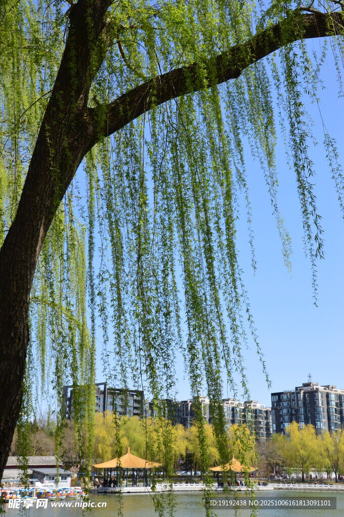 公园风景 
