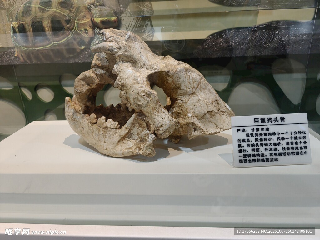 远古动物头骨标本展示
