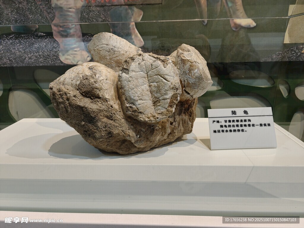 陆龟化石