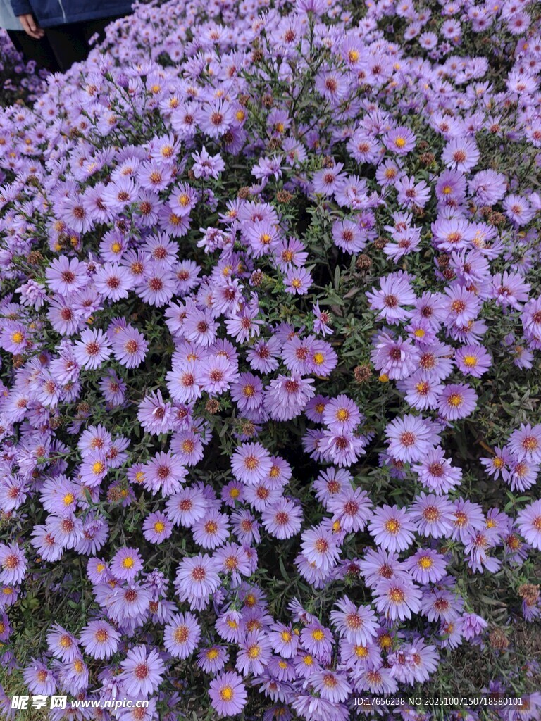紫色繁花簇拥的美丽景致