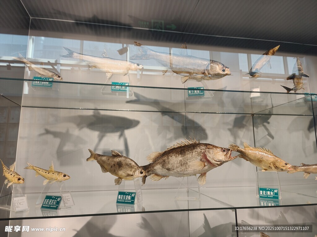 鱼类标本展示