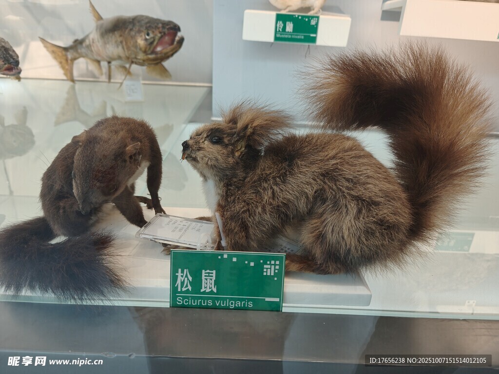 玻璃柜中的松鼠与海狸标本