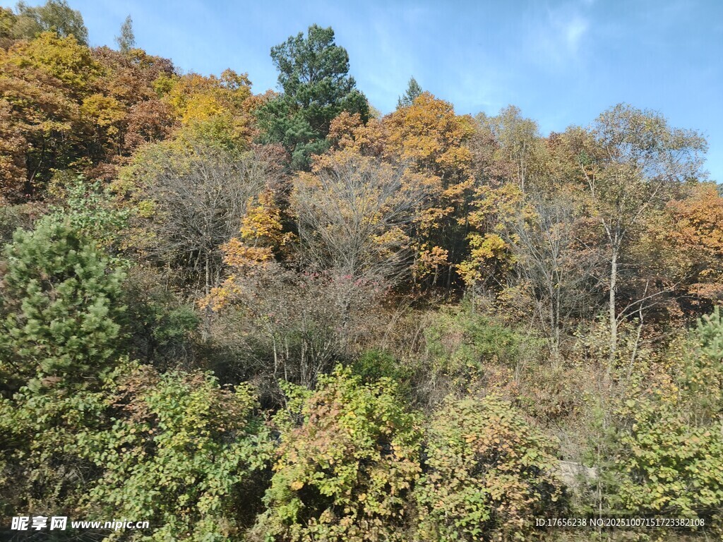 秋日山林斑斓景致