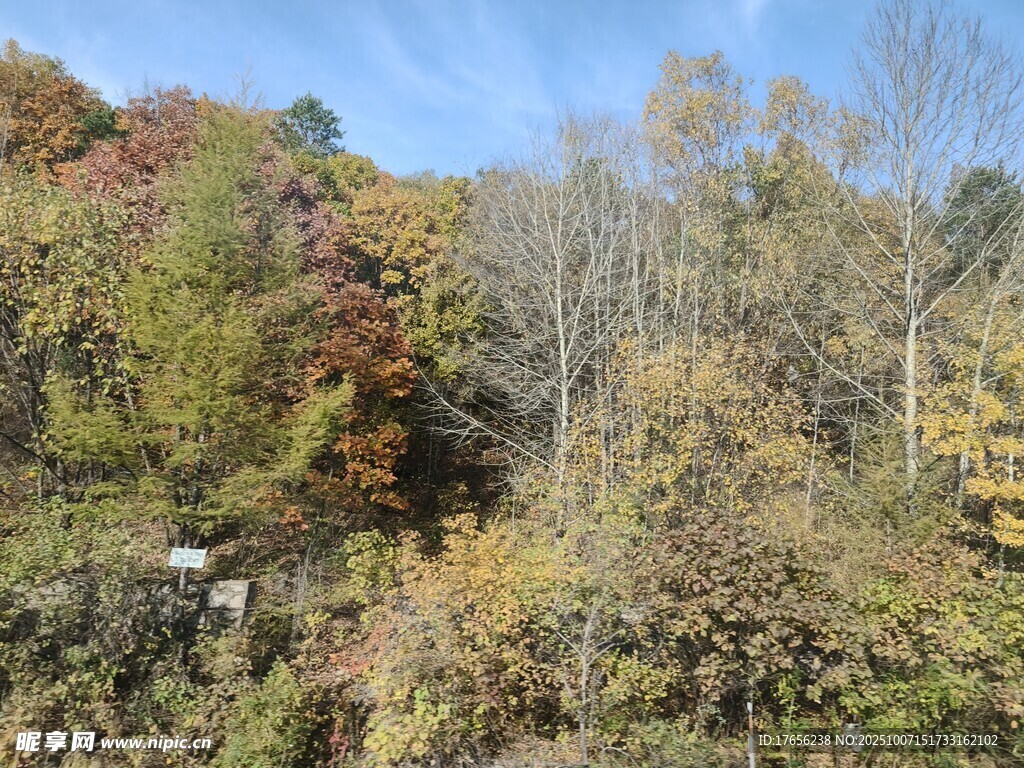 秋日山林斑斓景致